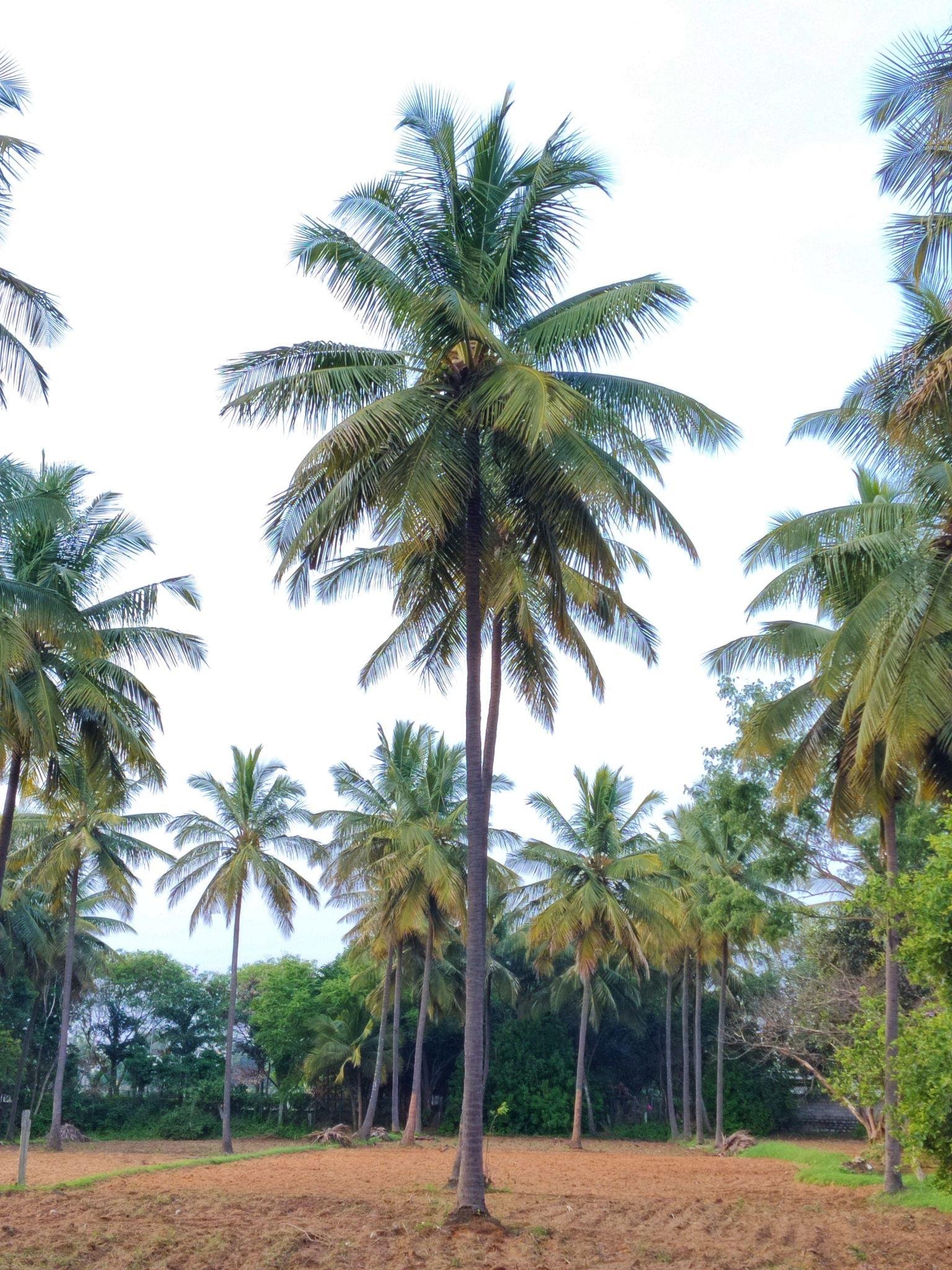 West Coast Tall Palm